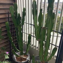 サボテンの画像