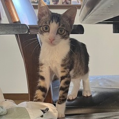 穏やかで🐈‍⬛甘えん坊な女の子🩵