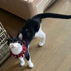 人懐っこい🐈‍⬛美猫さん🩵