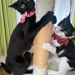 お利口さんな🐈‍⬛黒猫さん🩵