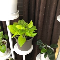 この観葉植物は植木鉢と一緒に誰でも購入できます。の画像