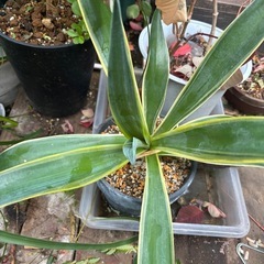 アガベ　ベネズエラ　斑入り　仕立て直し　植え替えしたて　観葉植物　塊根植物　多肉植物　ビザールプランツ　レアプランツ　ガーデニング　植物　グリーン　趣味　盆栽　葉　花　庭　草　インテリア　おしゃれ　飾り　園芸　の画像