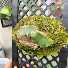 【レア】ビカクシダ　ホワイトホーク⭐︎ 観葉植物　板付の画像