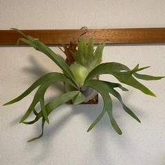 【レア】ビカクシダ　ホワイトホーク⭐︎ 観葉植物　板付の画像