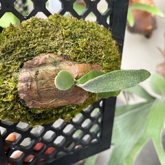 【レア】ビカクシダ　ホワイトホーク⭐︎ 観葉植物　板付の画像