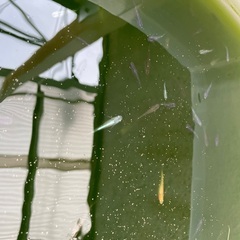 メダカ約60匹程度の画像