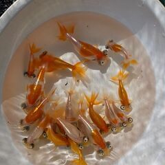 頂天眼🐟の画像