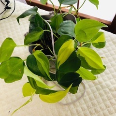この観葉植物は植木鉢と一緒に誰でも購入できます。の画像