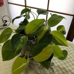 この観葉植物は植木鉢と一緒に誰でも購入できます。の画像