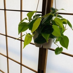 この観葉植物は植木鉢と一緒に誰でも購入できます。の画像