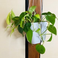 この観葉植物は植木鉢と一緒に誰でも購入できます。の画像