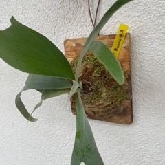 ビカクシダ　バンナ　Banna#A　板付⭐︎ 観葉植物の画像