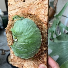 ビカクシダ　バンナ　Banna#A　板付⭐︎ 観葉植物の画像