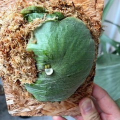 ビカクシダ　バンナ　Banna#A　板付⭐︎ 観葉植物の画像