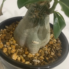 塊根植物　アデニウム　アラビカムの画像
