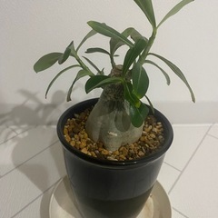 塊根植物　アデニウム　アラビカムの画像