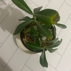 塊根植物　アデニウム　アラビカムの画像