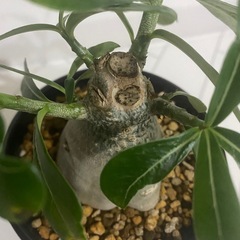 塊根植物　アデニウム　アラビカムの画像