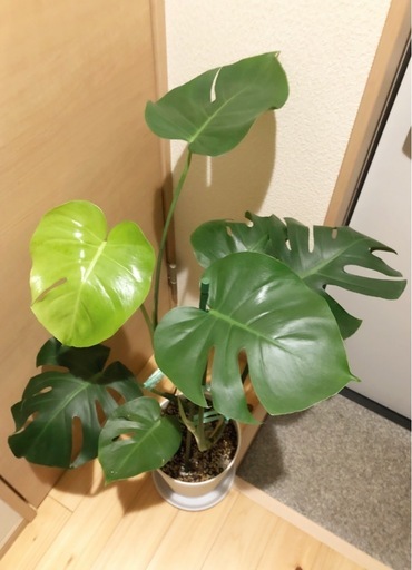 観葉植物　大きなモンステラ　高さ91cm　6.5号の鉢と受け皿付き
