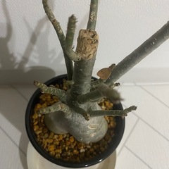塊根植物　アデニウム　アラビカムの画像