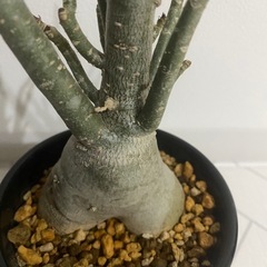 塊根植物　アデニウム　アラビカムの画像