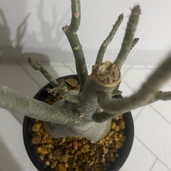 塊根植物　アデニウム　アラビカムの画像