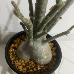 塊根植物　アデニウム　アラビカムの画像