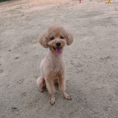 お話中●成犬♀︎4キロ