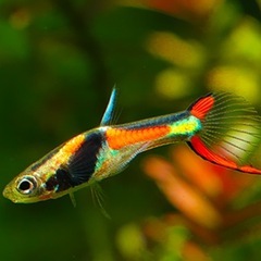 熱帯魚 エンドラーズライブベアラーの画像
