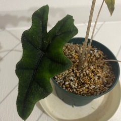 観葉植物　アロカシア　ジャックリンの画像