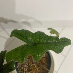 観葉植物　アロカシア　ジャックリンの画像