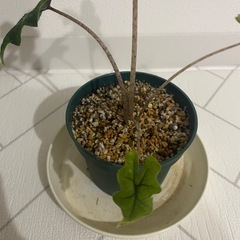 観葉植物　アロカシア　ジャックリンの画像