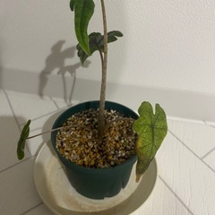 観葉植物　アロカシア　ジャックリンの画像