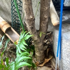 キンモクセイ 差し上げますの画像