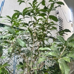キンモクセイ 差し上げますの画像