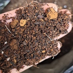 【商談中】残土　園芸・野菜用の土　150Lぐらいの画像