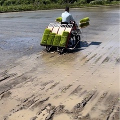 令和7年産　コシヒカリ　　玄米の画像