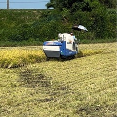令和7年産　コシヒカリ　　玄米の画像