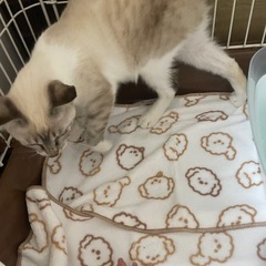 子猫5ヶ月もうすぐ6ヶ月 - 里親募集