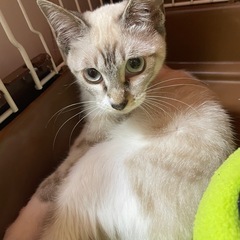 子猫5ヶ月もうすぐ6ヶ月 - 裾野市