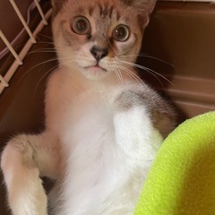 子猫5ヶ月もうすぐ6ヶ月 - 猫