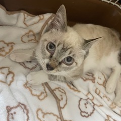 子猫5ヶ月もうすぐ6ヶ月 − 静岡県