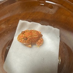 クランウェルツノガエル　ストロベリーの画像