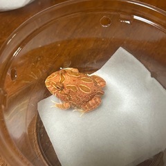 クランウェルツノガエル　ストロベリーの画像