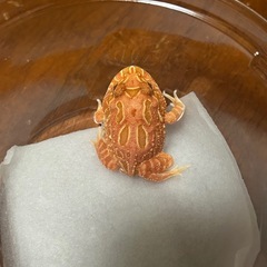 クランウェルツノガエル　ストロベリーの画像