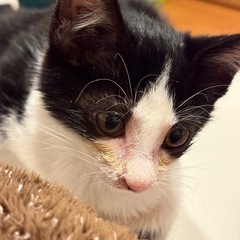 子猫飼って頂ける方探してます。