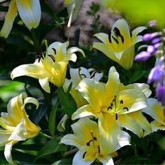 女性限定カメラ部募集しています\(ˊᗜˋ)/