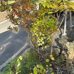 庭の木の画像