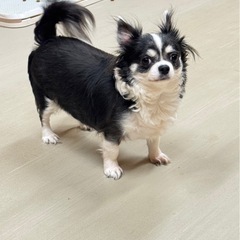 <<一時停止>>引退犬里親募集　ロングチワワ　