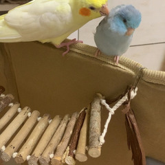 迷子になってるオカメインコの情報をお待ちします